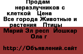 Продам 2 неразлучников с клеткой › Цена ­ 2 500 - Все города Животные и растения » Птицы   . Марий Эл респ.,Йошкар-Ола г.